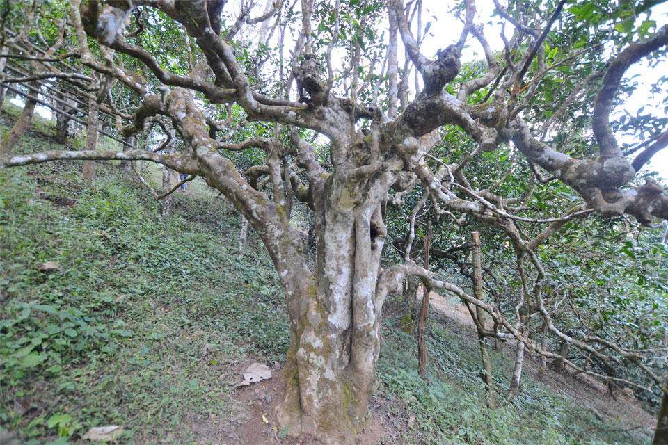 南糯山半坡寨900年栽培型茶王树