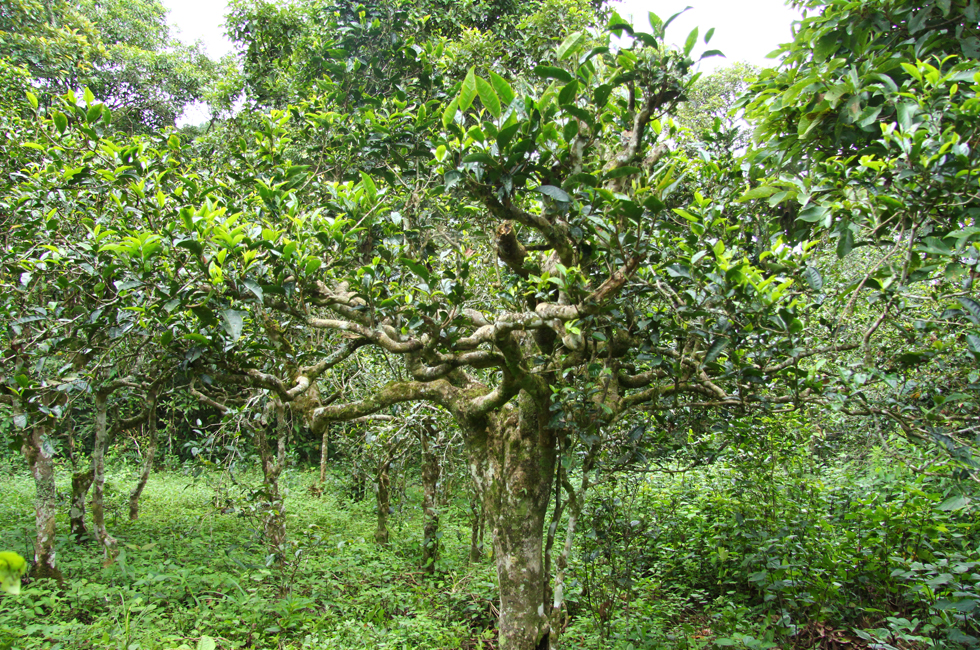 p0746ps594_古茶树展示_勐海县古茶树认养保护活动_中国普洱茶资讯网